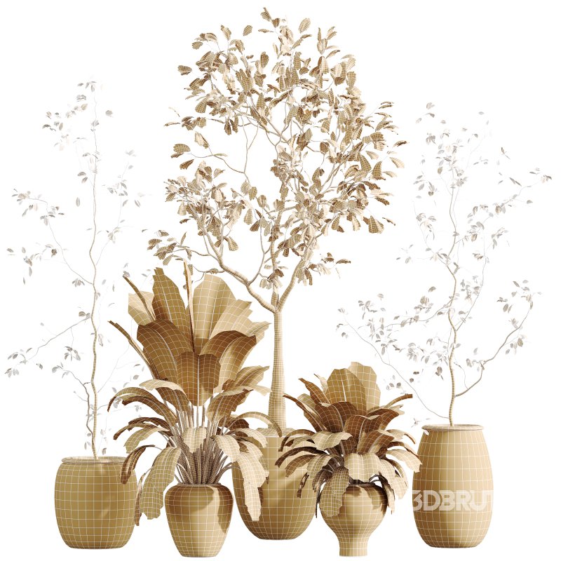 AV Indoor Plants Set 333 Ficus Robusta Abidjan and Ficus Dracaena Marginata Image 7