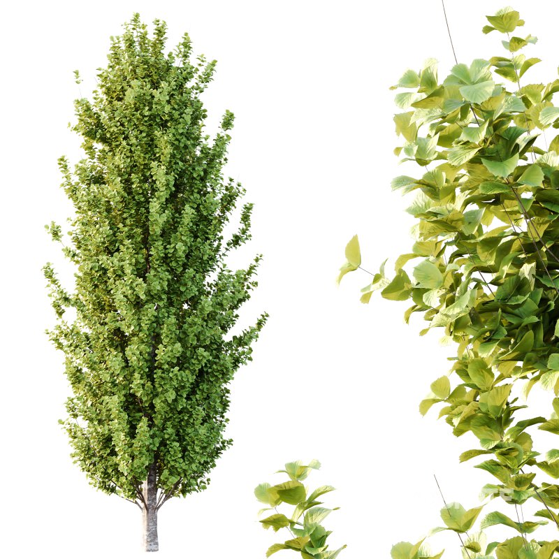 Different Trees 53 Image 2