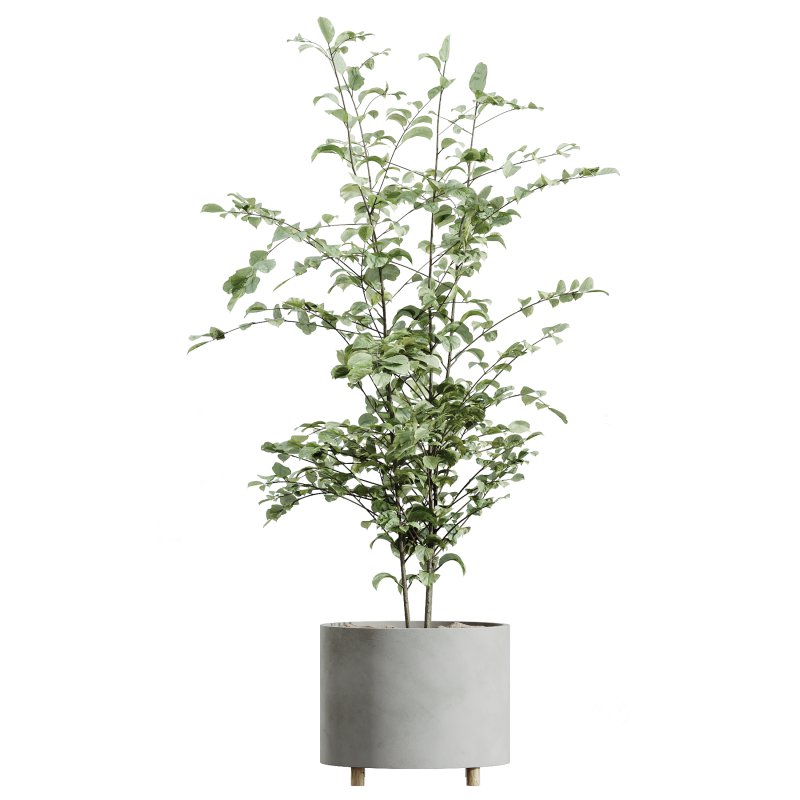 AV Indoor Plants Set 331 Ficus Dracaena Marginata and Alnus Glutinosa Alder and Aloe Vera Image 4