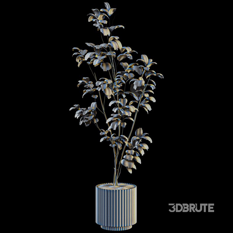 Bonsai Jungle Fiddle Ficus Tree Image 5