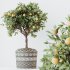 AV Indoor Plants Set 322 Fruit Orange Tree and Ficus Tineke Rubber and Aloe Vera - Thumbnail 1