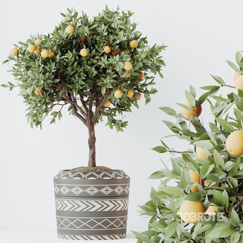 AV Indoor Plants Set 322 Fruit Orange Tree and Ficus Tineke Rubber and Aloe Vera Image 1