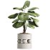 AV Indoor Plants Set 313 Licuala Palm and Olive Tree and Ficus Dracaena Marginata - Thumbnail 2