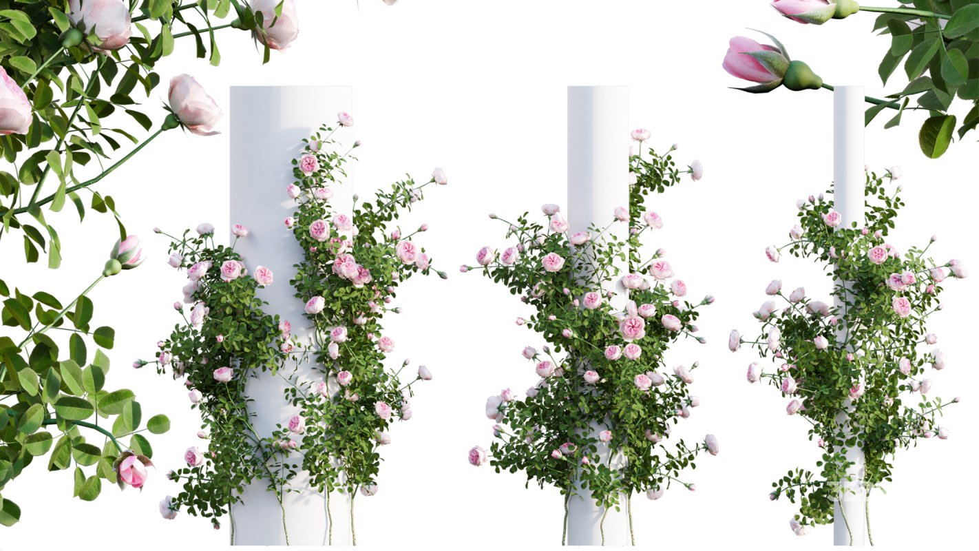 Collection 08 – Rose Garden Image 29