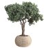 Indoor Tree in Pot Collection - Thumbnail 4
