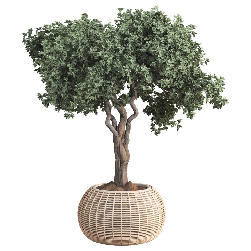 Indoor Tree in Pot Collection Image 4