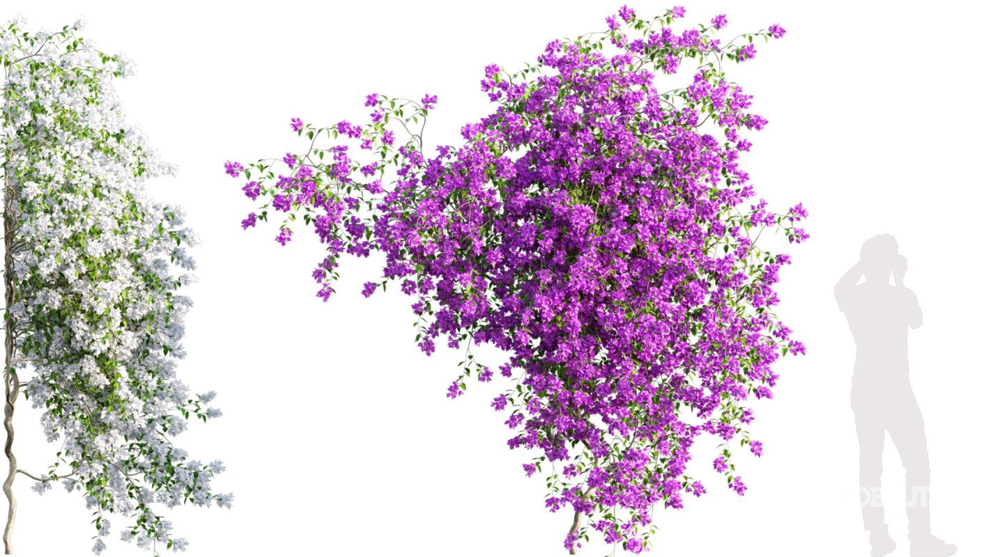 Collection 07 – Central America Garden Image 43