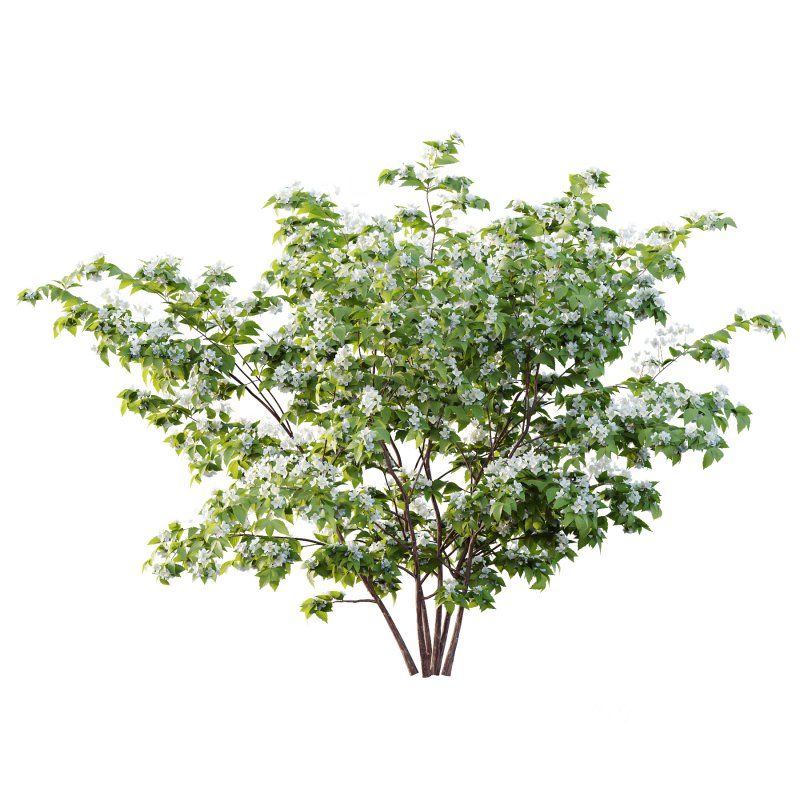 Philadelphia Bush 03 Image 3