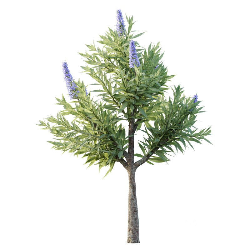 Echium candicans Pride of Madeira Bush 08 Image 3