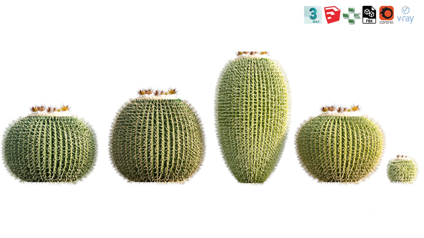 Collection 12 – Desert Garden Image 22