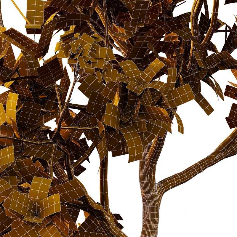 Plumeria Obtusa plant 05 Image 5