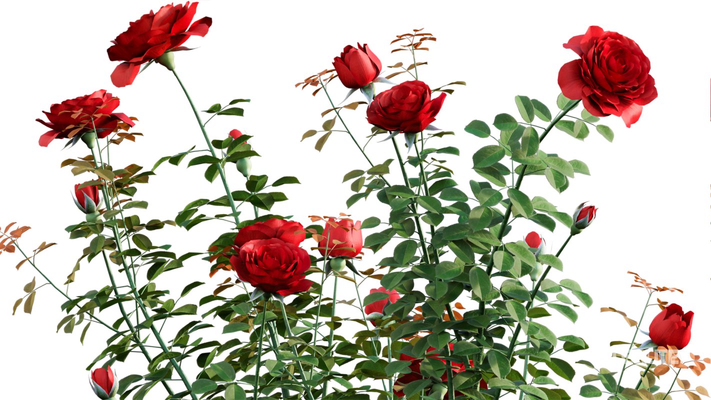 Collection 08 – Rose Garden Image 14