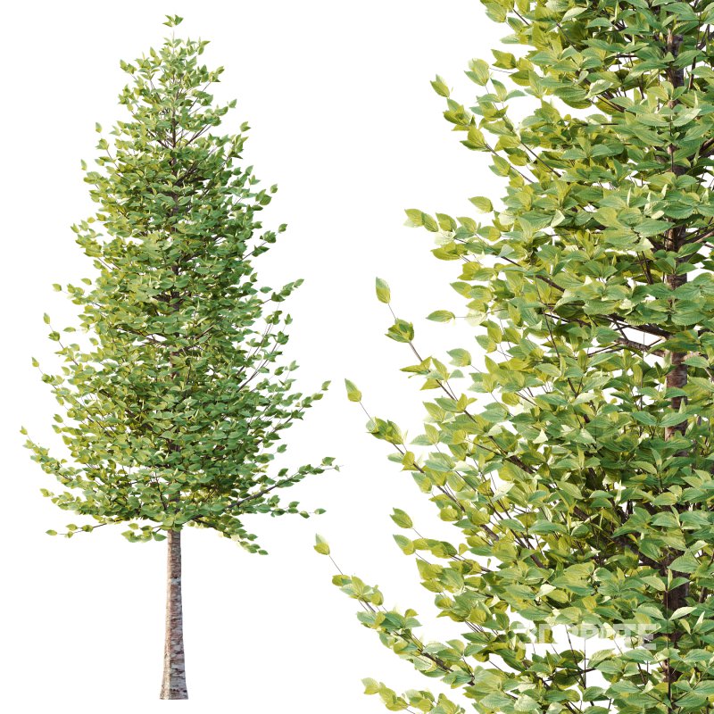 Tilia platyphyllos Tree 07 Image 5