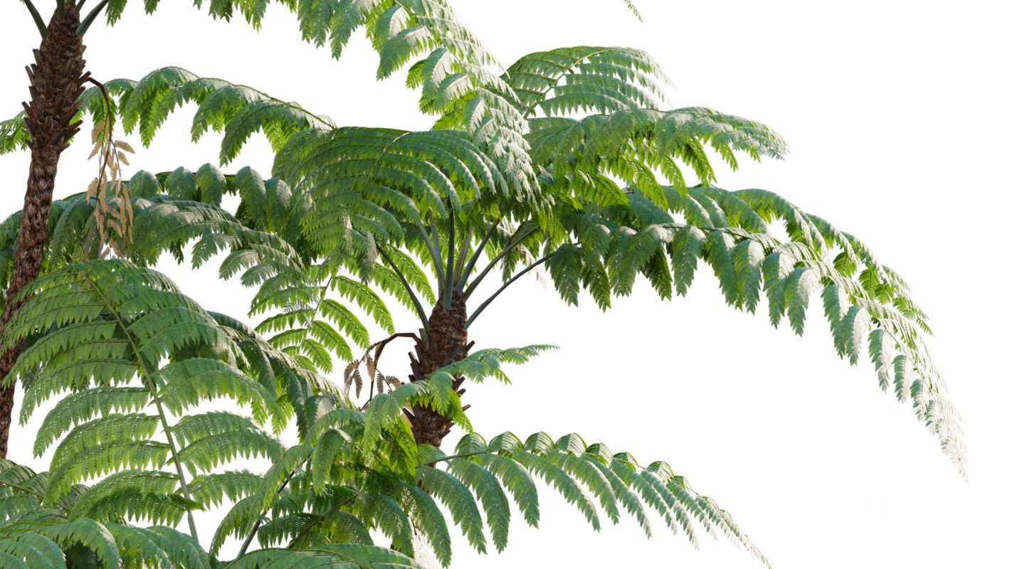 Collection 09 – Fern Garden Image 21