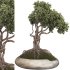 Bonsai - Thumbnail 1