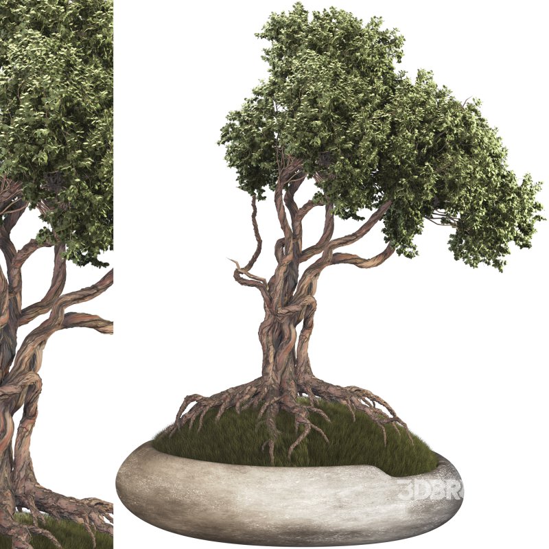 Bonsai Image 1