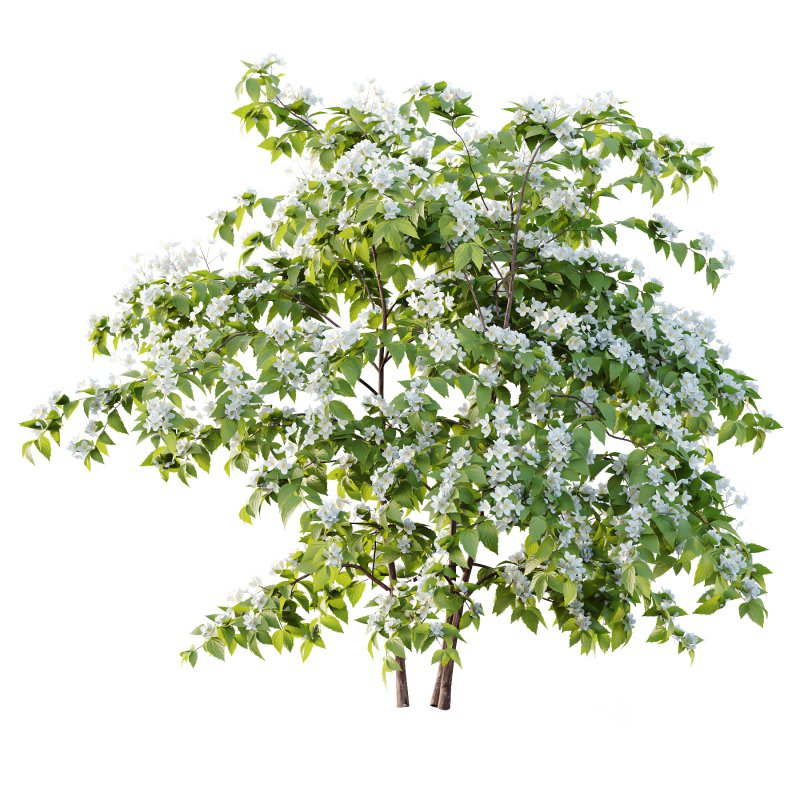 Philadelphia Bush 01 Image 4