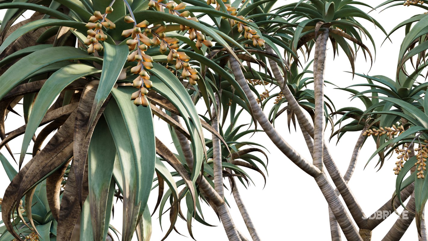 Collection 12 – Desert Garden Image 15