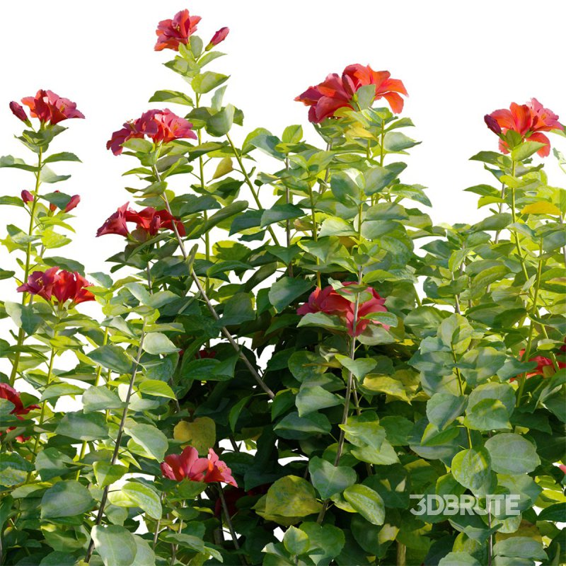 Hibiscus fragilis – Mandrinette – Chinese hibiscus – Hibiscus rosa Image 2