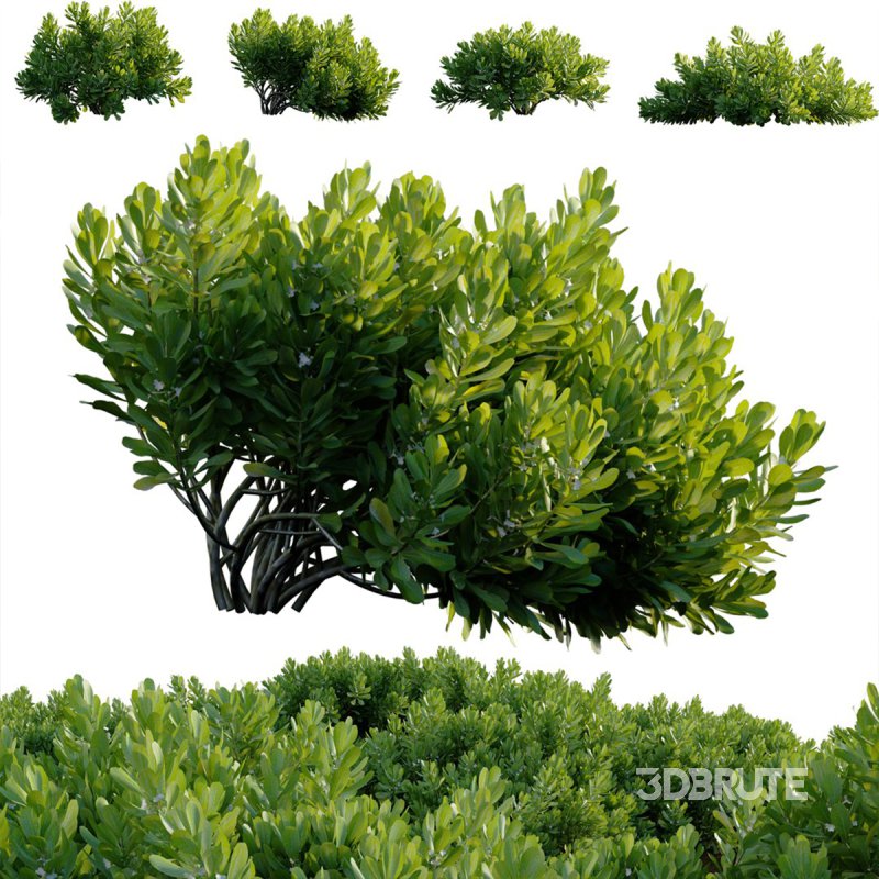 Scaevola Taccada – Beach Cabbage 01 Image 2