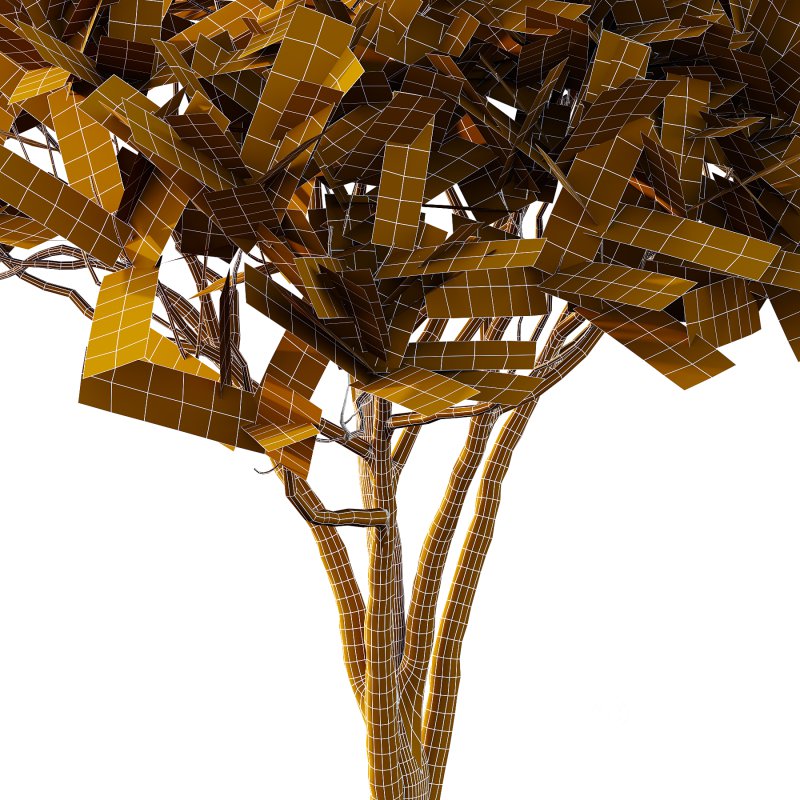 Plumeria Obtusa plant 03 Image 6