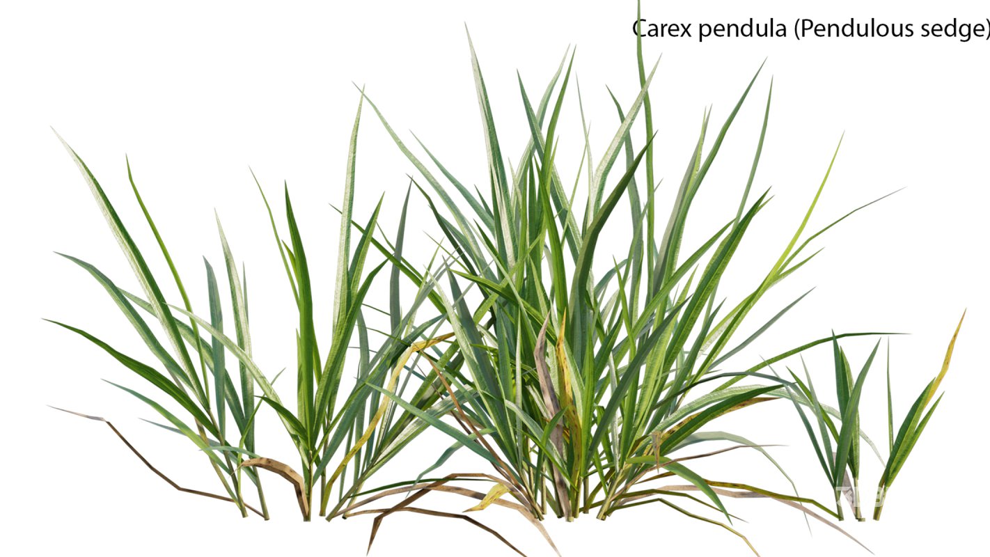 Collection 14 – English Garden Image 18