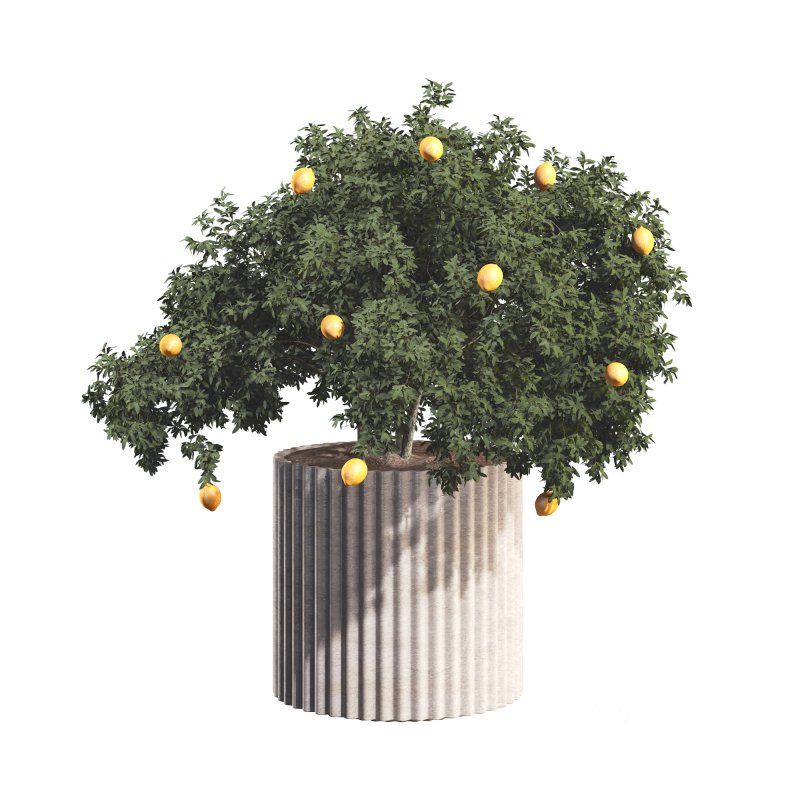 Lemon Tree in Pot Collection Image 2