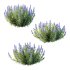 Echium candicans Pride of Madeira Bush 04 - Thumbnail 2