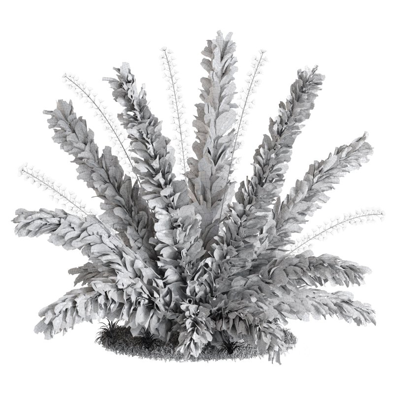 Natural dried pampas grass Image 4