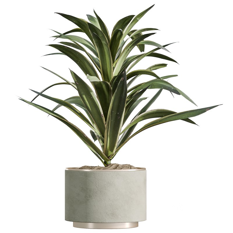 AV Indoor Plants Set 328 Olive and Yucca Rostrata Palm and Dracaena Lemon Image 3