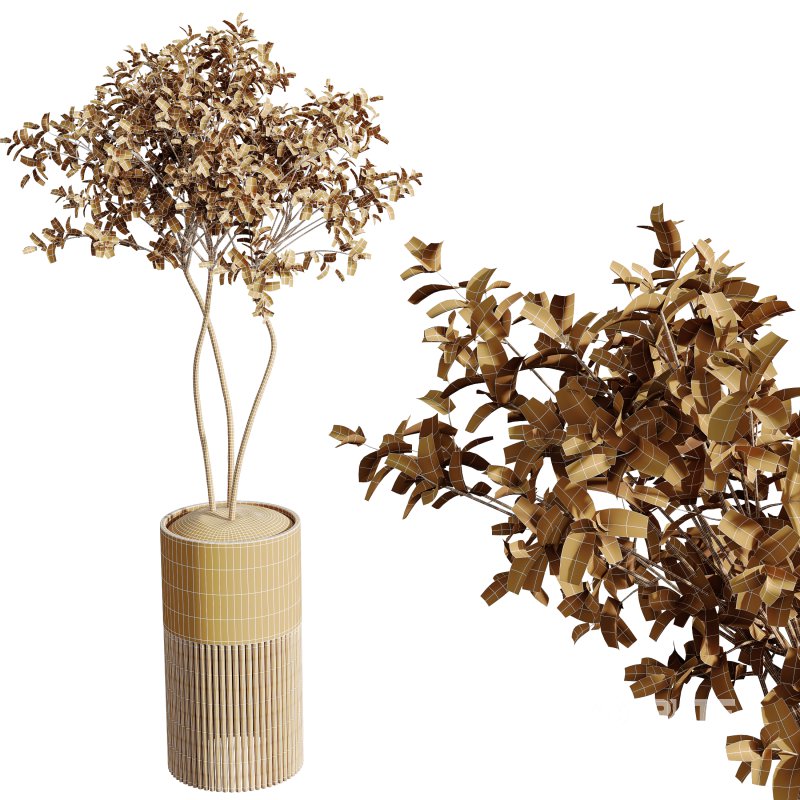 AV Indoor Plants Set 330 Palm Kentia and Olive Eucalyptus and Dypsis Palm Image 5