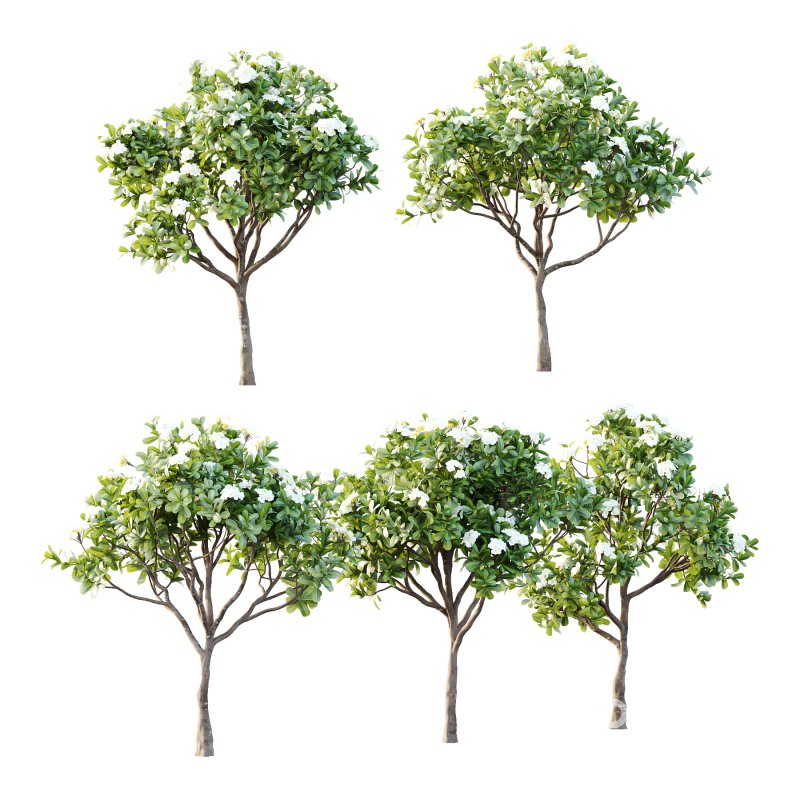 Plumeria Obtusa plant 05 Image 1