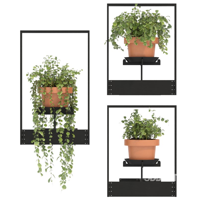 Boho Hanging Plants 04 Image 5