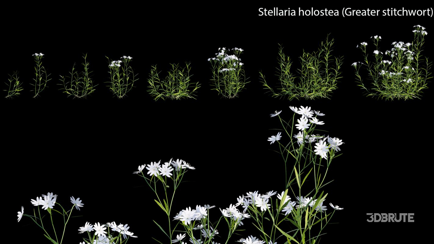 Collection 14 – English Garden Image 36