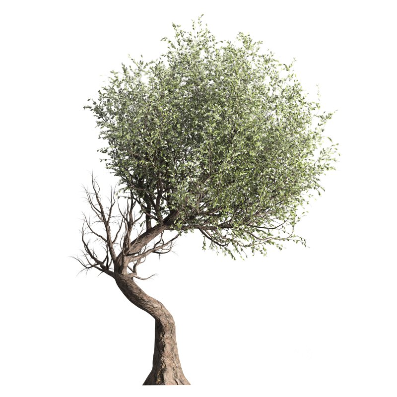 Tree set 001 Image 5