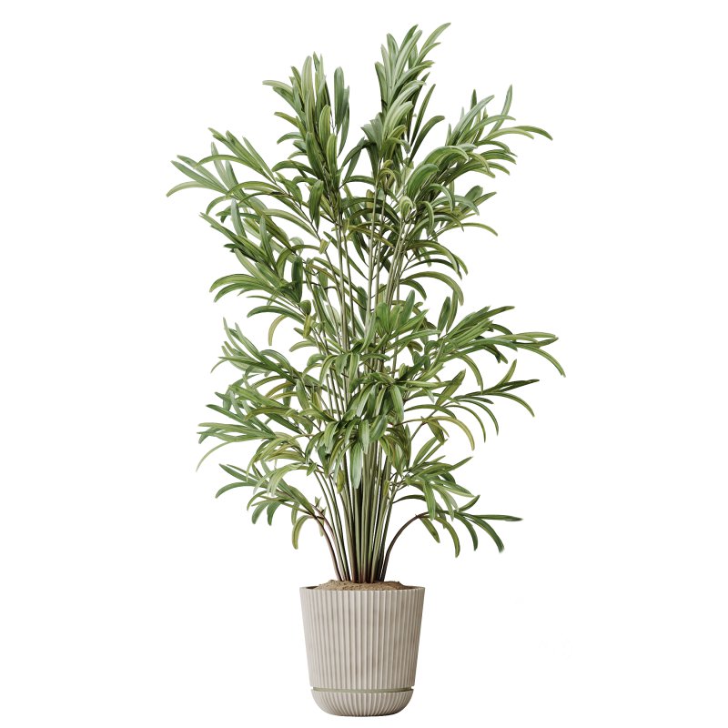 AV Indoor Plants Set 351 Dypsis Palm and Ficus Binnendijki and Ficus Cyathistipula and Elegant Monstera Image 2