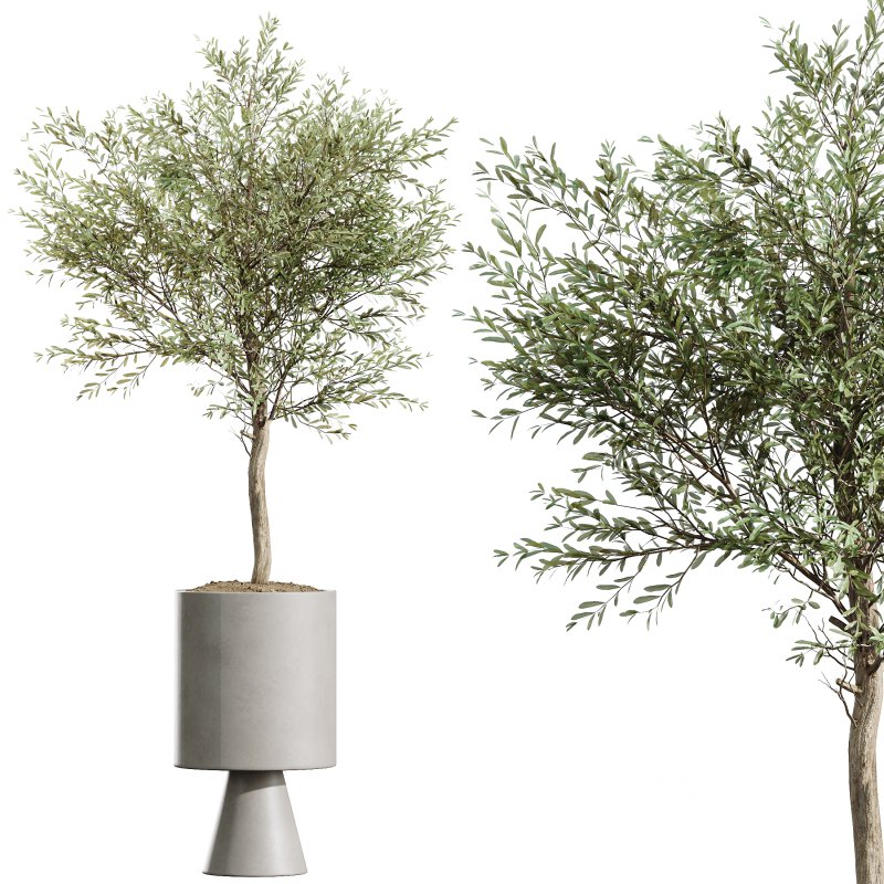 AV Indoor Plants Set 343 Eucalyptus Bouquet and Olive and Ficus Dracaena and Sansevieria Image 4