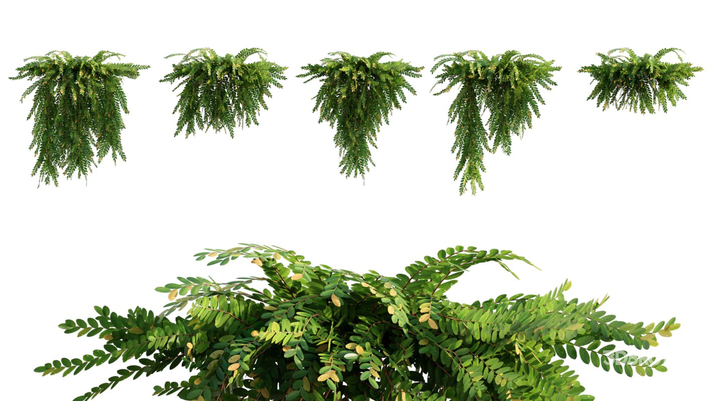 Collection 06 – Japanese Garden Image 14