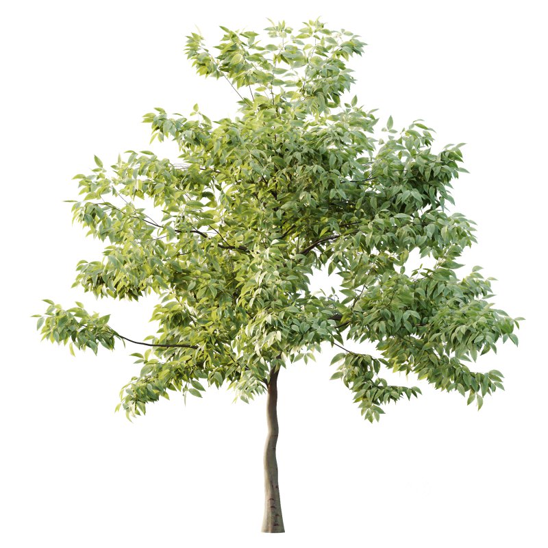 Celtis australis Tree 10 Image 2