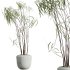 AV Indoor Plants Set 344 Ficus Marginata and Cactus Euphorbia Trigona - Thumbnail 7