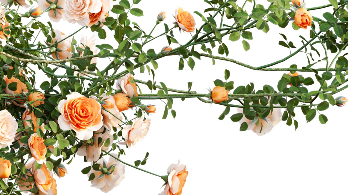 Collection 08 – Rose Garden Image 44