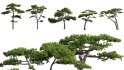 Collection 06 – Japanese Garden - Thumbnail 10