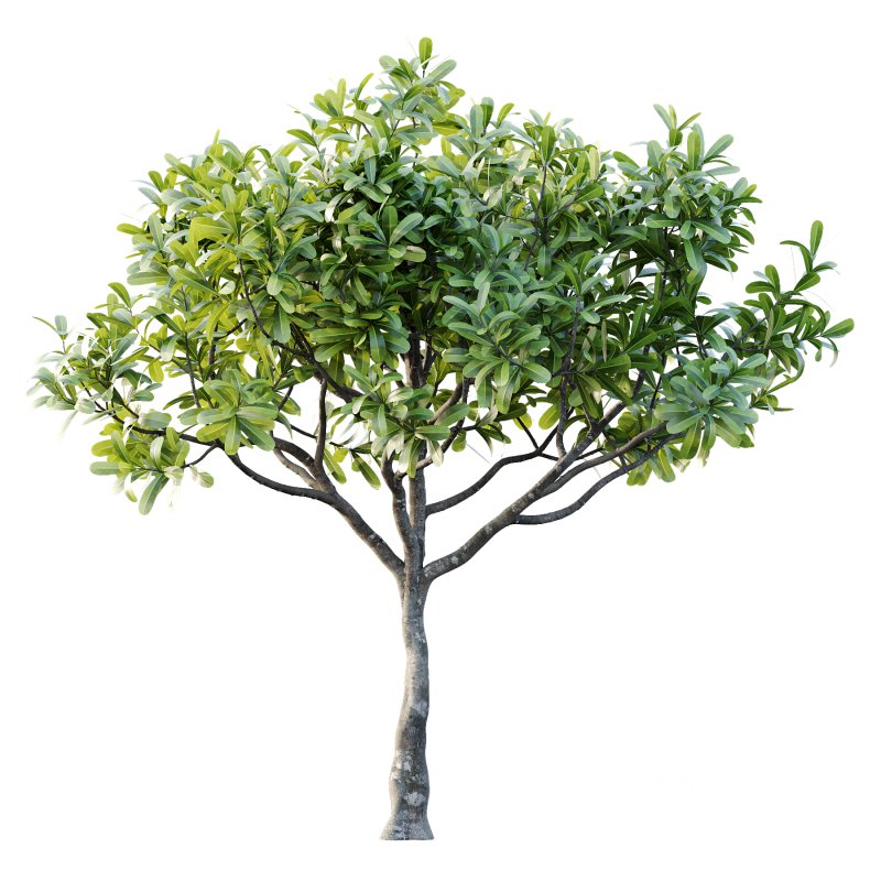 Plumeria Obtusa plant 02 Image 7