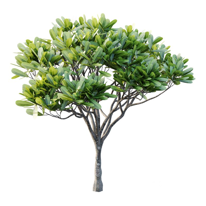 Plumeria Obtusa plant 03 Image 3