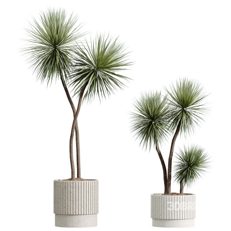 AV Indoor Plants Set 342 Ficus Marginata and Yucca Rostrata and Japandi Ficus Image 3