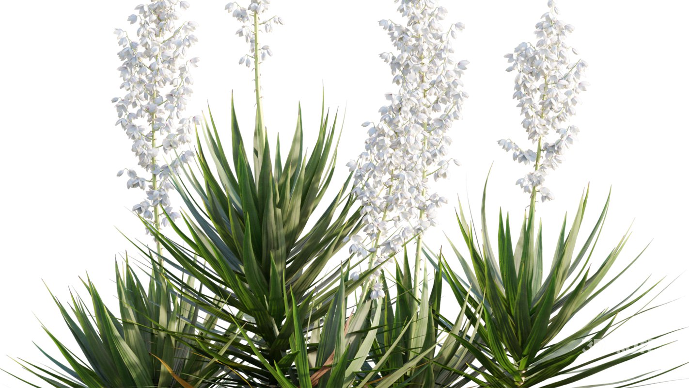 Collection 12 – Desert Garden Image 42