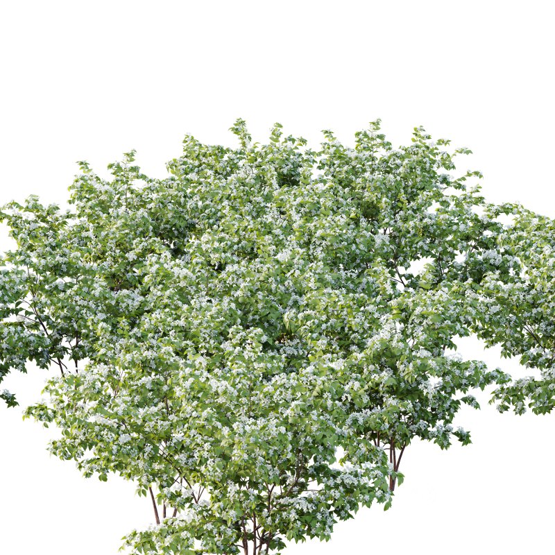 Philadelphia Bush 03 Image 5