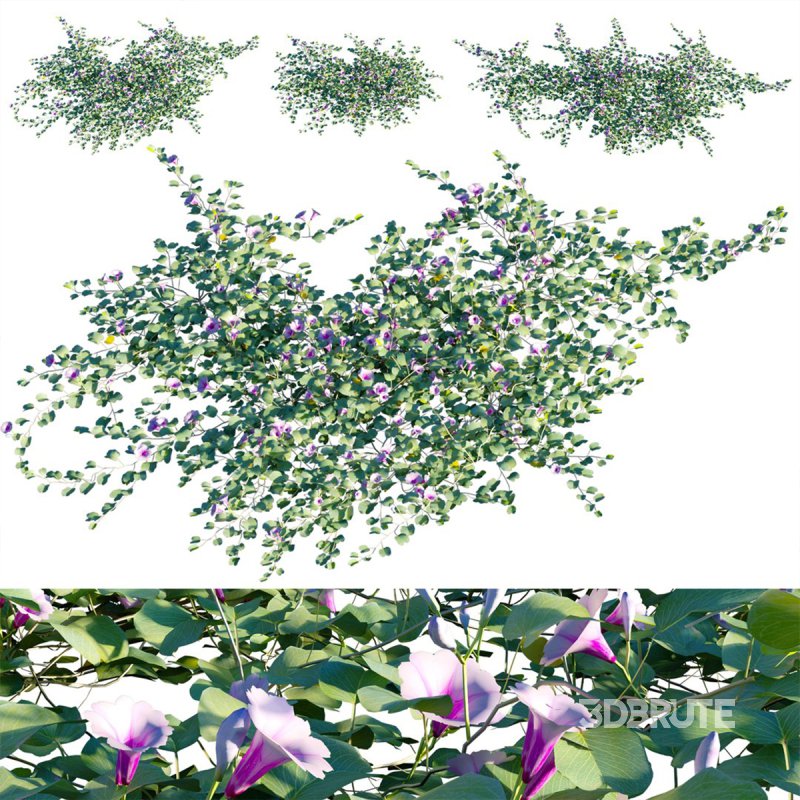 Ipomoea pes – caprae – Beach Morning Glory Image 1