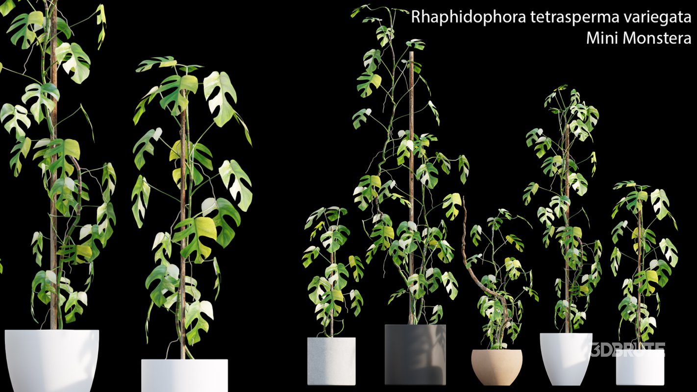 Collection 15 – Interior Plants Image 19