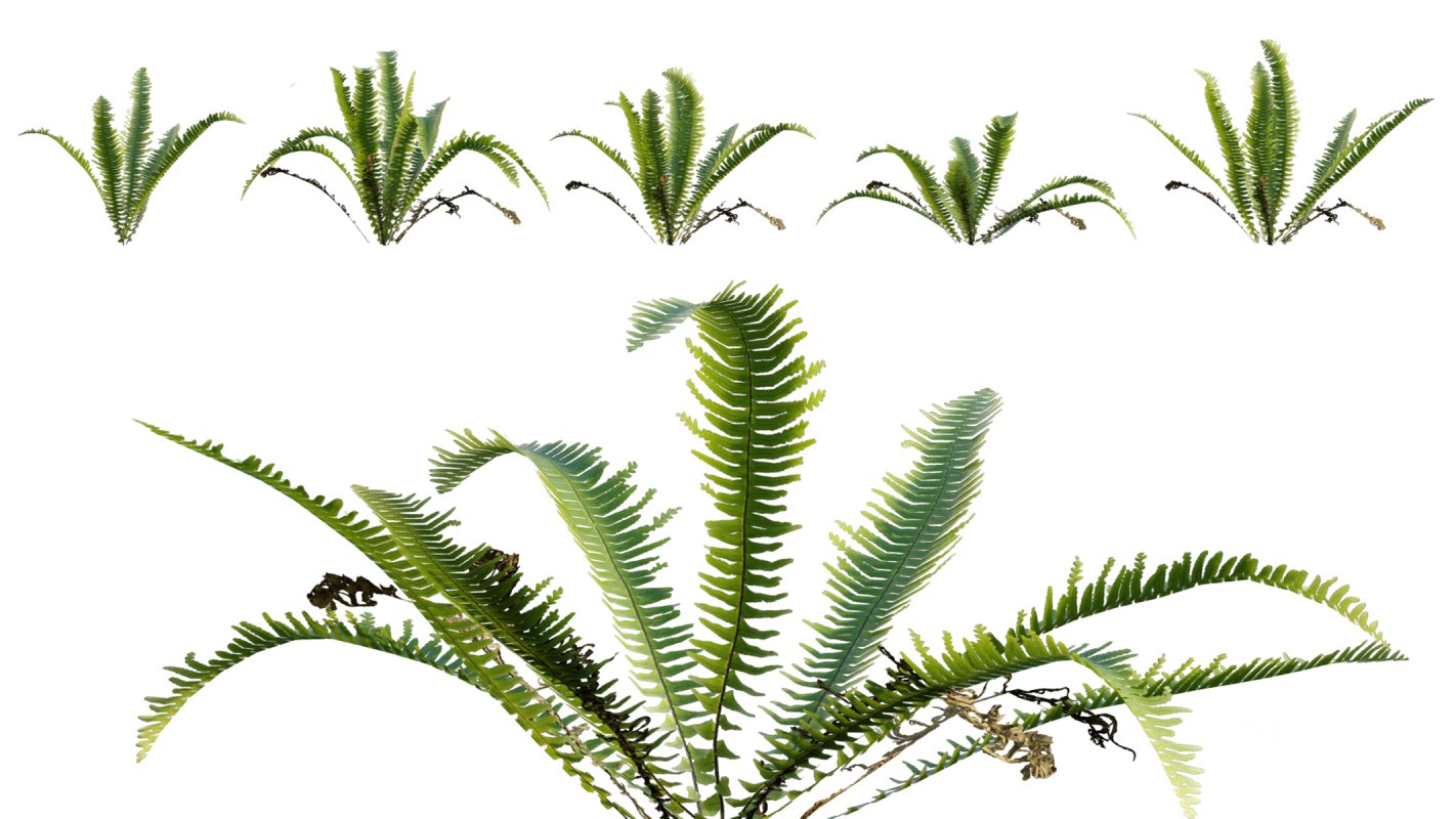 Collection 06 – Japanese Garden Image 20